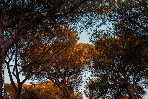 View of Tree Canopy at Dusk photo