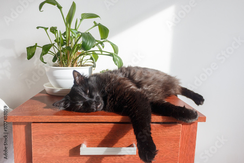  Cozy Cat Napping on Wooden Dresser photo