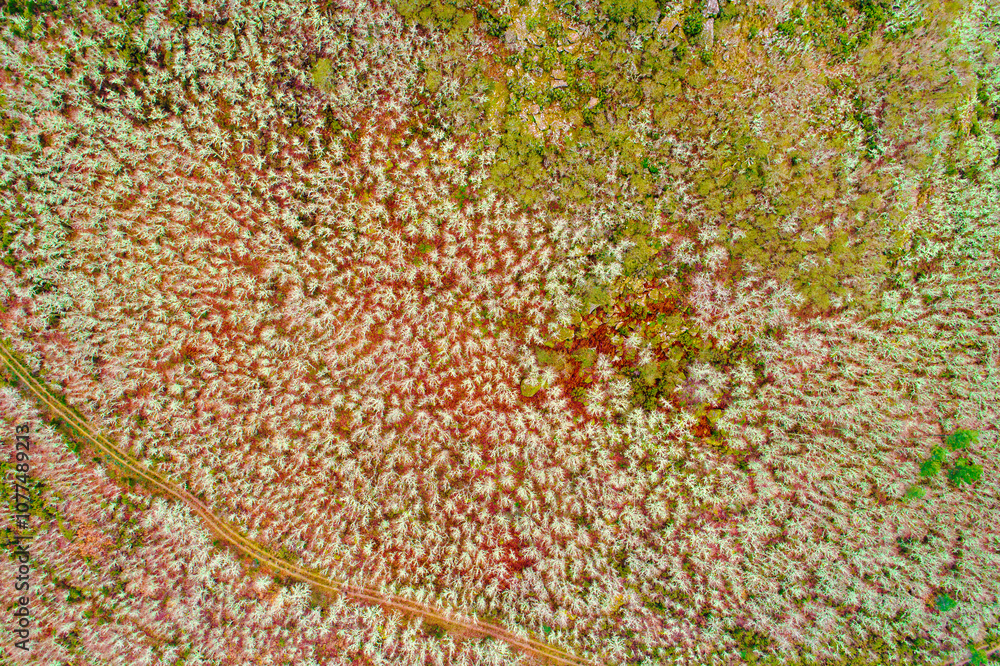 mountainside with a forest of oak trees without leaves in winter, aerial view with drone mountainside with a forest of oak trees without leaves in winter, aerial view with drone