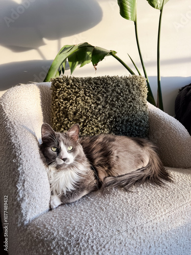 Gray cat lounging on a cozy chair with green pillow photo