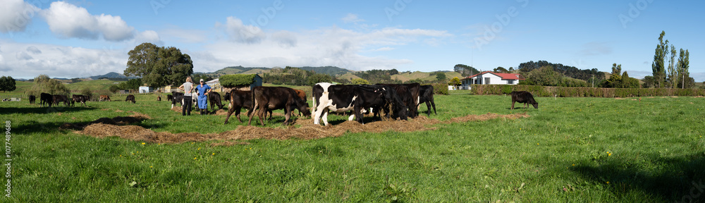 Panorama cows eating supplementary feed, farmer talks to a friend. Panorama cows eating supplementary feed, farmer talks to a friend.