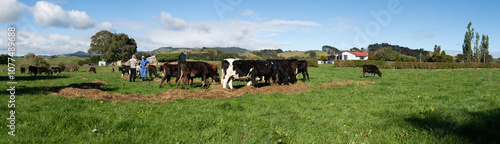 Panorama cows eating supplementary feed, farmer talks to a friend.