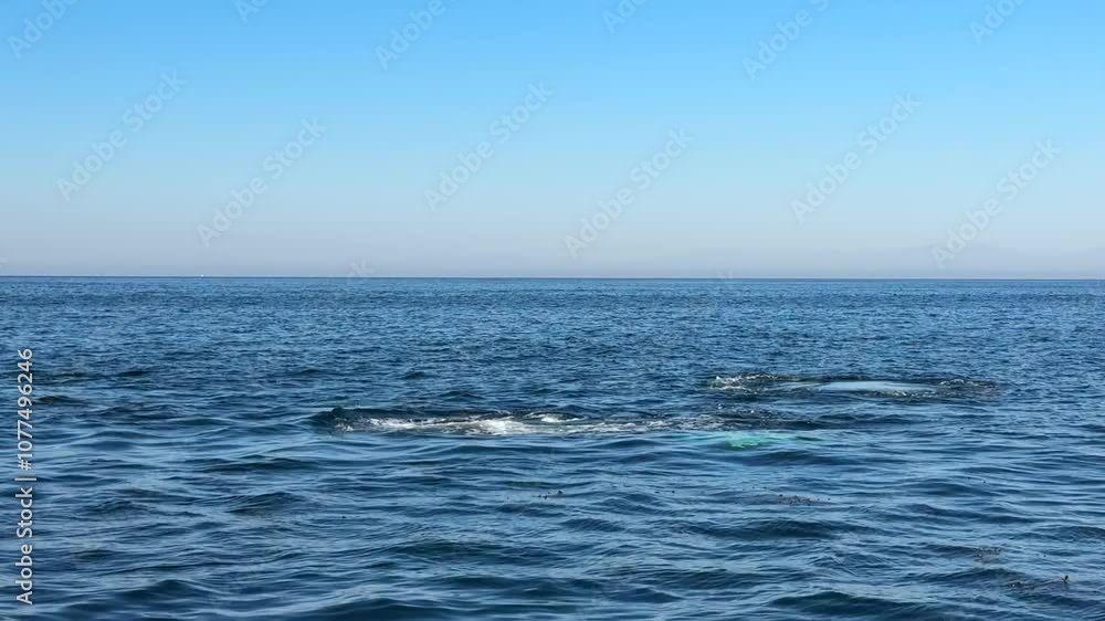 Humpback Whale Watching in Newport Beach, California Humpback Whale Watching in Newport Beach, California