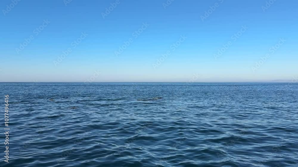 Humpback Whale Watching in Newport Beach, California Humpback Whale Watching in Newport Beach, California