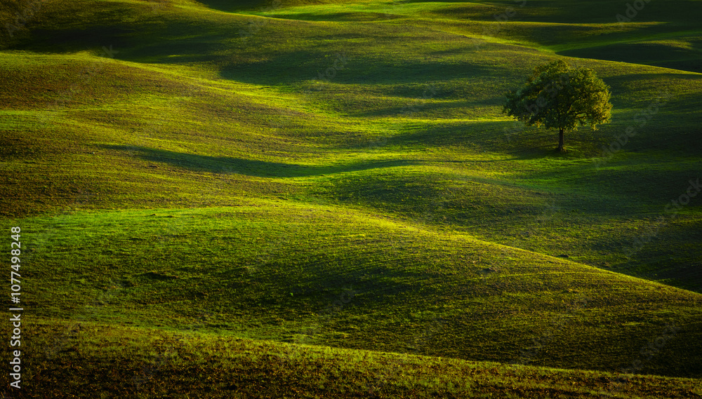 Fototapeta premium Serene landscape of a lone tree on undulating green hills bathed in golden light, evoking peace and tranquility.