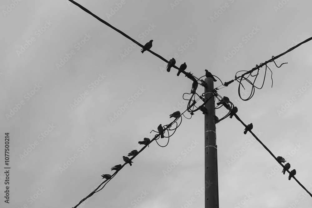 pigeon birds on utility pole wires and overcast sky black and white pigeon birds on utility pole wires and overcast sky black and white