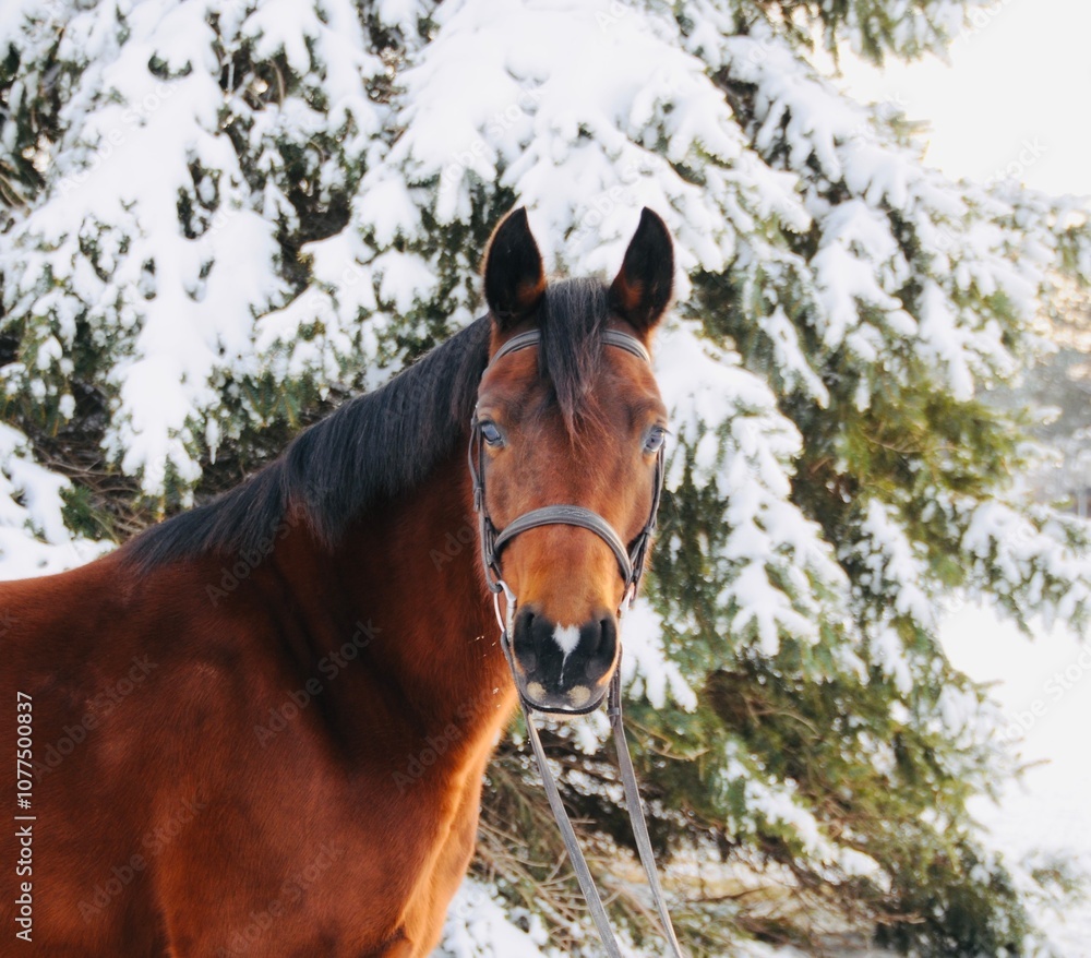 Fototapeta premium horse in winter