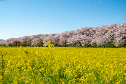 権現堂堤の桜並木と菜の花 埼玉県幸手市権現堂公園