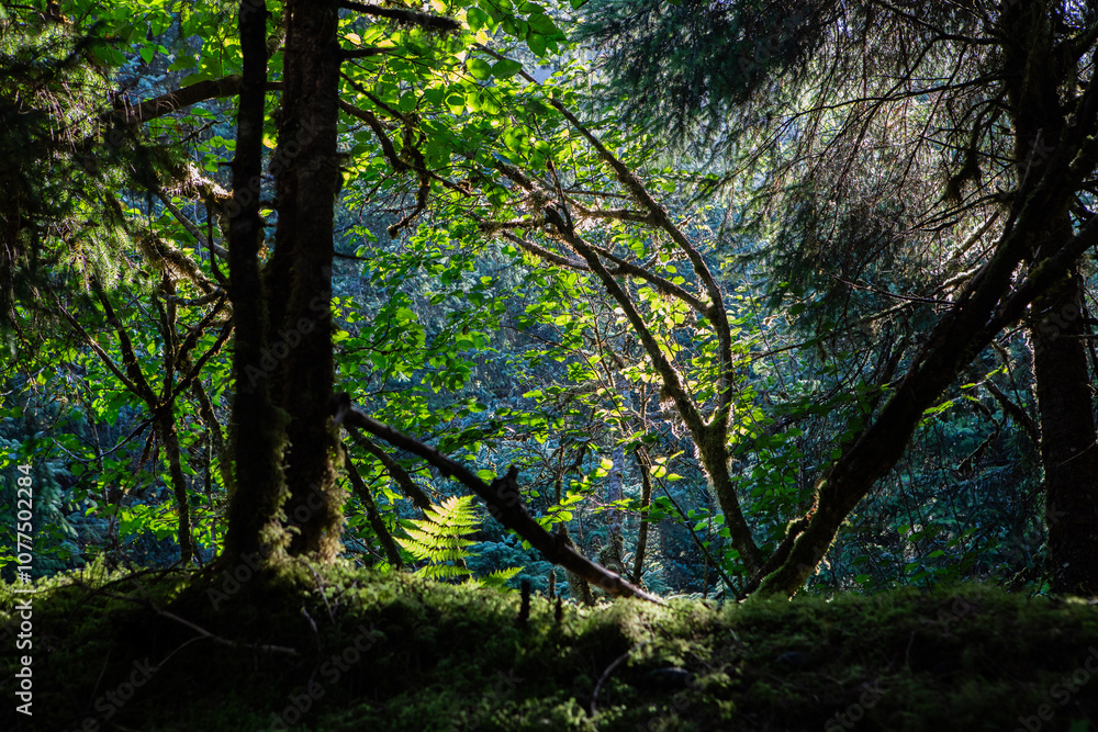 Alaska Rainforest Alaska Rainforest