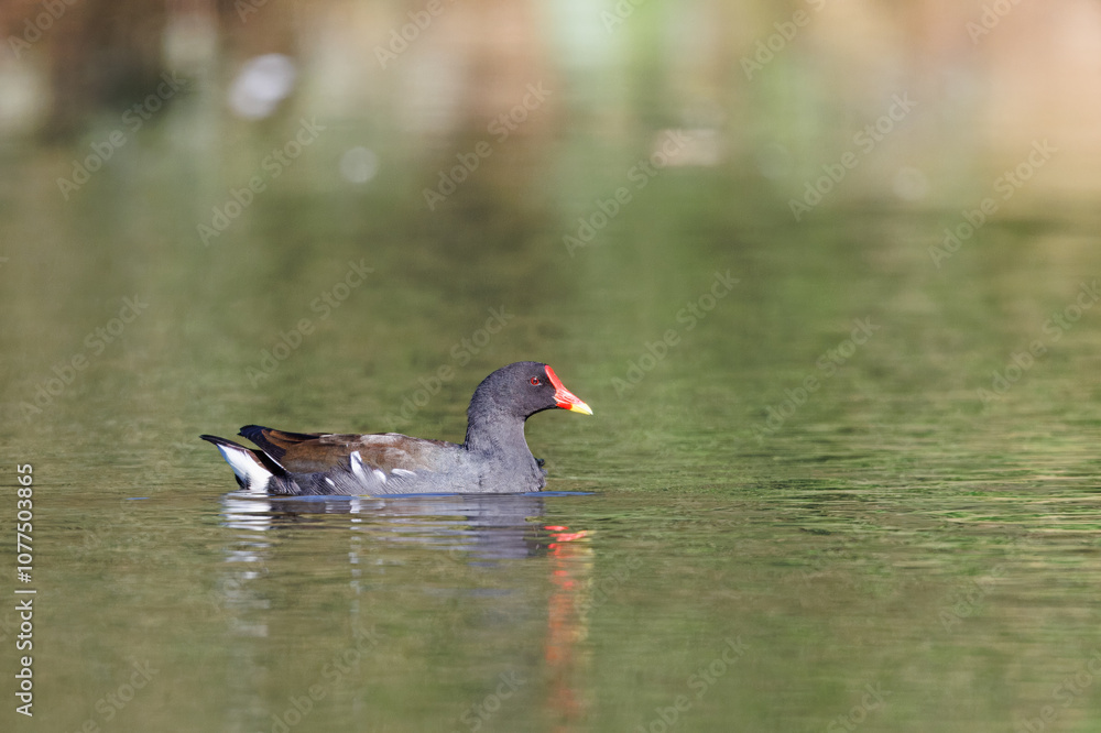 Galinha-d’água, nome cientifico (Gallinula chloropus). Galinha de agua a navegar sosinha em um lago de um parque. Galinha-d’água, nome cientifico (Gallinula chloropus). Galinha de agua a navegar sosinha em um lago de um parque.