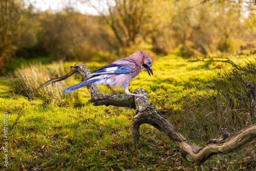 Landscape Schinkelbos bij Amsterdamse Bos with landed Jay, Garrulus glandarius, on a weathered dead tree branch, against a blurry sunny open background with grass trees and shrubs at the edges photo