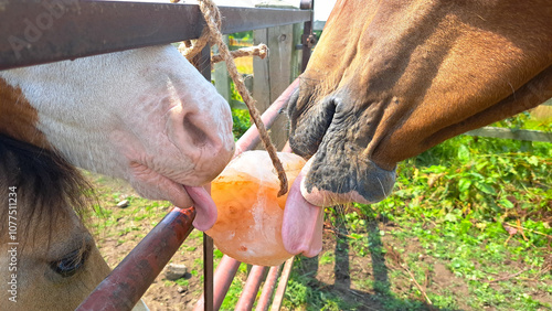 Close up shot of horse and pony sharing a mineral lick that is tied to the fence between their fields.Both animals have their tongues out and are licking the salt and minerals and enjoying the taste.