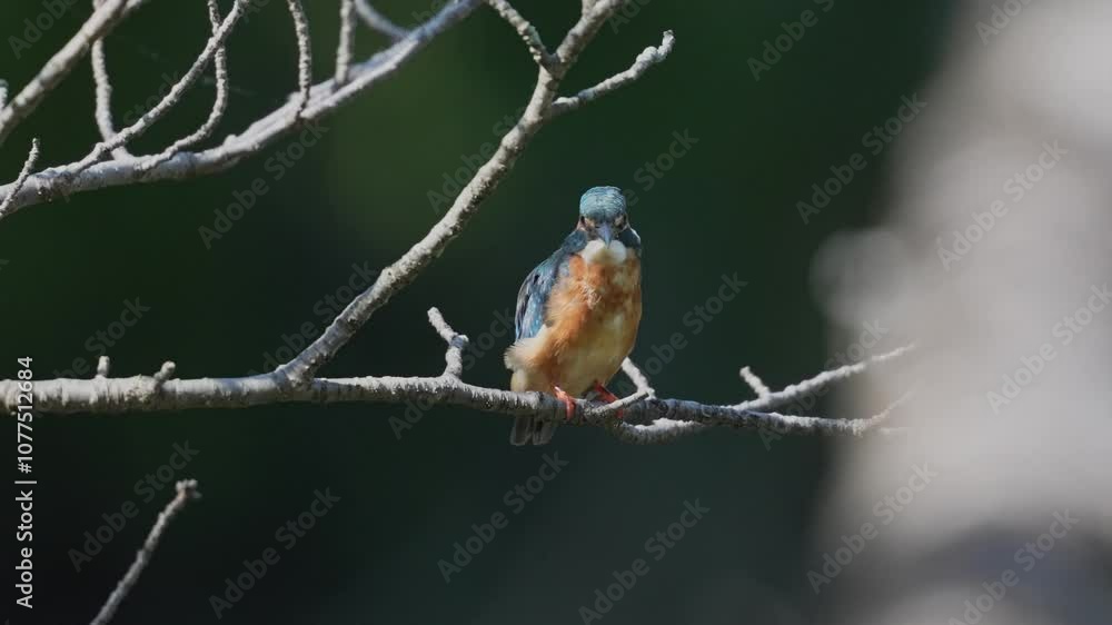 common kingfisher is hunting a fish common kingfisher is hunting a fish