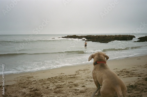 35 mm beach dog watching owner  photo