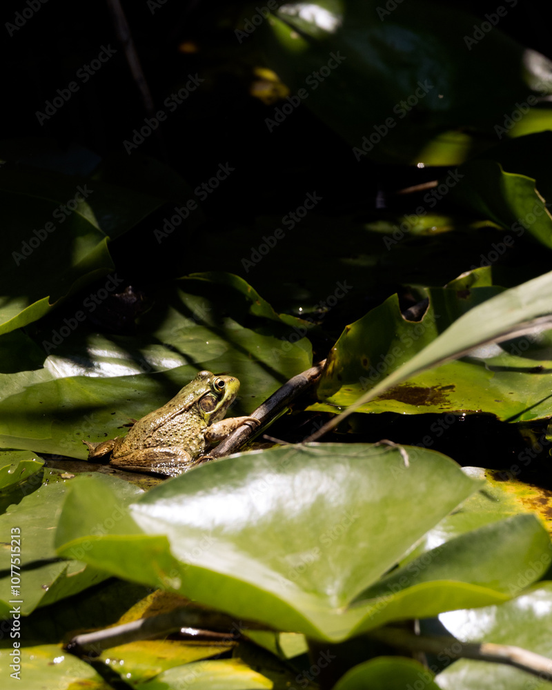 Green frog in the pond sitting in a cluster of lily pads in in the afternoon sunshine Green frog in the pond sitting in a cluster of lily pads in in the afternoon sunshine