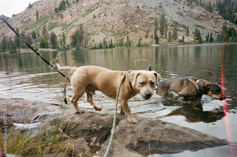 35mm film dogs alpine lake 35mm film dogs alpine lake