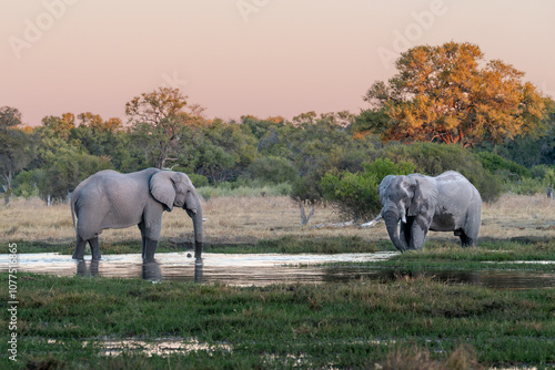 Photography African elephant bulls (Loxodonta africana), drinking at Khwai river during the sunset, Okavango delta, Moremi, Botswana, Africa