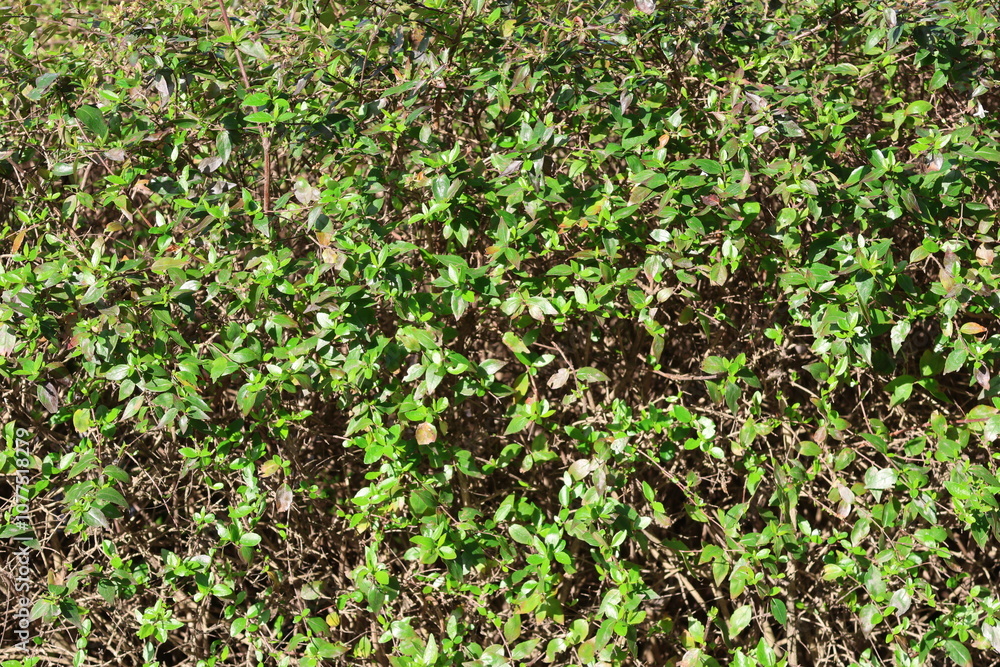 green grass background green grass background
