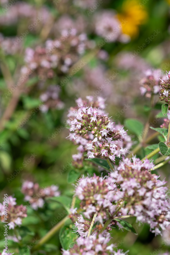 Oregano (origanum vulgare) flowers in bloom Oregano (origanum vulgare) flowers in bloom