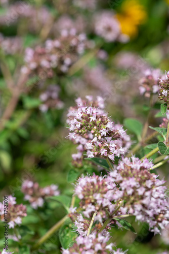 Oregano (origanum vulgare) flowers in bloom