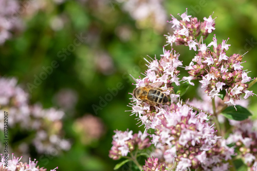 Oregano (origanum vulgare) flowers in bloom