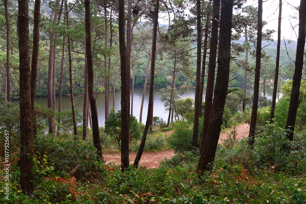 Obraz premium forest trees sky nature lake travel