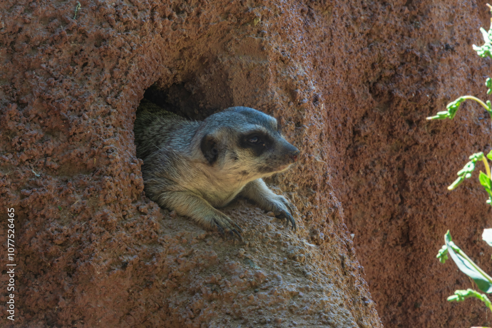 Obraz premium photograph of prairie dog in the middle of nature watching