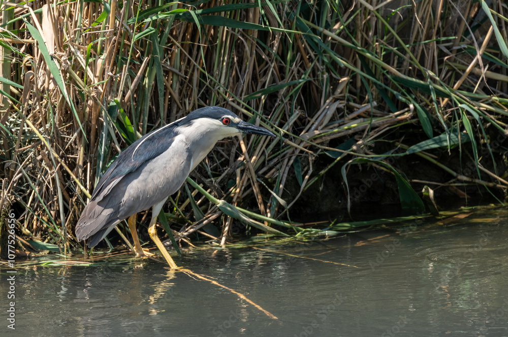 Black-crowned Night Heron (Nycticorax nycticorax) in a Delta del Ebro Natural park. Spain. Black-crowned Night Heron (Nycticorax nycticorax) in a Delta del Ebro Natural park. Spain.