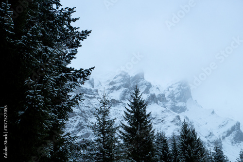 Sapins devant un sommet montagneux enneigé des Pyrénées.