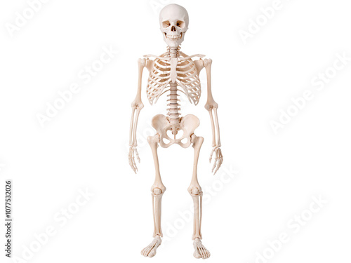 Realistic Human Skeleton Model for Educational Use