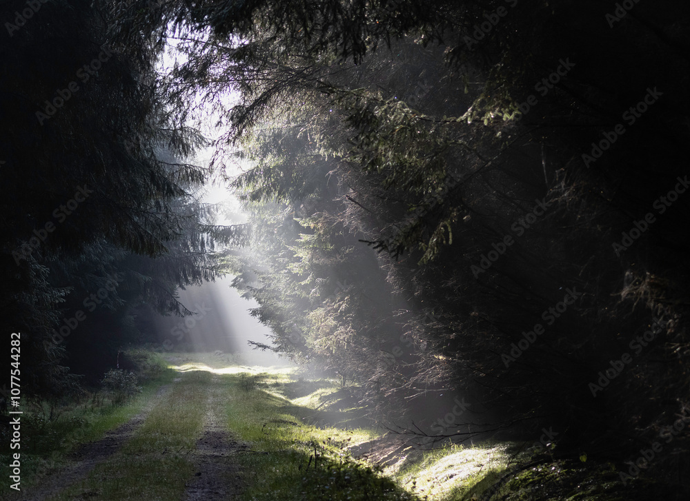 Obraz premium The light reaches the forest floor on a foggy day