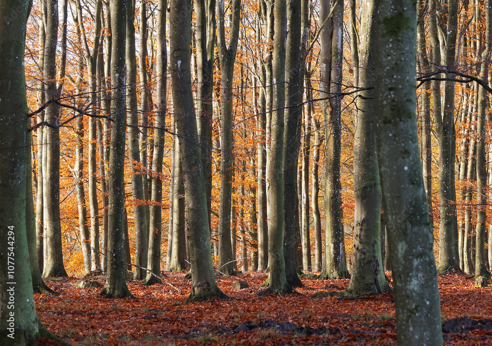 Obraz premium Sunlight in the background in an autumn forest