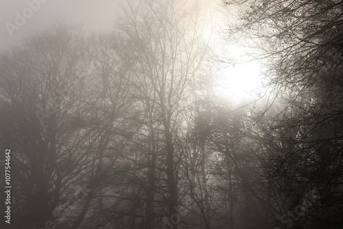 The sun breaks through the fog in a forest