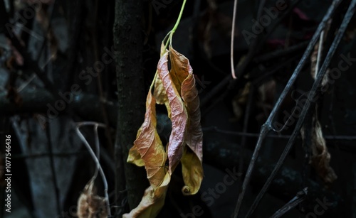 Dry leaf on the tree