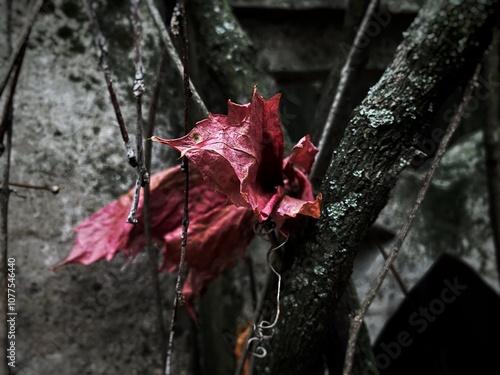 red maple leaves gothic  style 