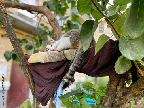 Stray cat laying on a blanket 