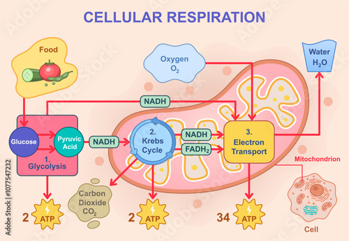 Vector illustration of cellular respiration showing glycolysis, Krebs cycle, and electron transport chain. Glucose breakdown, ATP production, oxygen intake, and water and carbon dioxide release