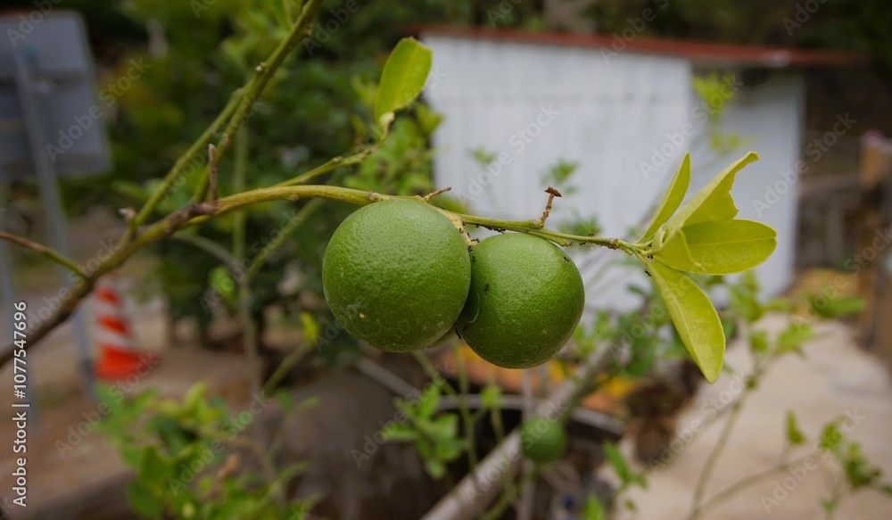 lime fruit still on the tree, green and fresh lime fruit still on the tree, green and fresh