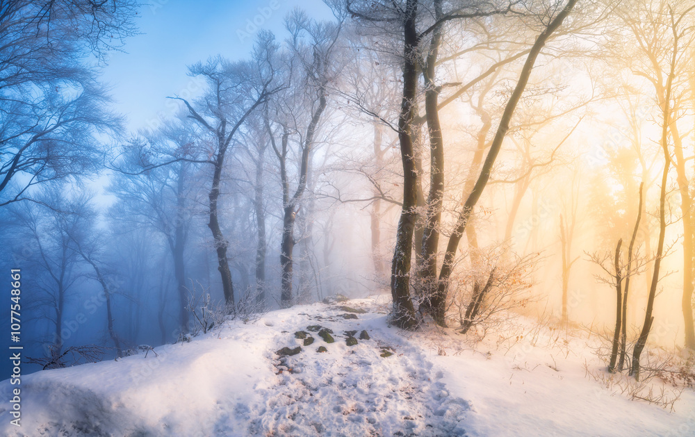 Fototapeta premium Snow-covered forest in morning fog. Winter landscape with snowy trees at sunrise. Wintry woods in misty conditions at dawn. Frosty winter scene. Enchanting woods. Ethereal winter woods. Snowscape