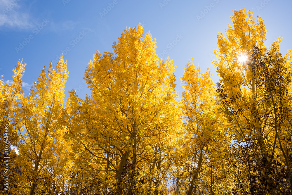 Yellow aspen leaves Yellow aspen leaves