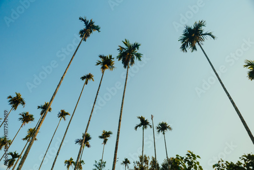 Sky-High Palm Trees Against Clear Sky photo