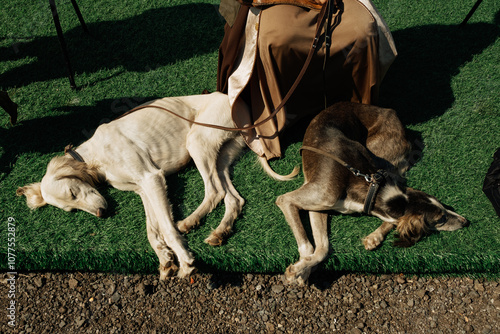 Purebred breed of dog Tazy from Central Asia