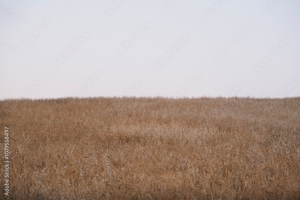 Obraz premium View of a wheat field at dusk
