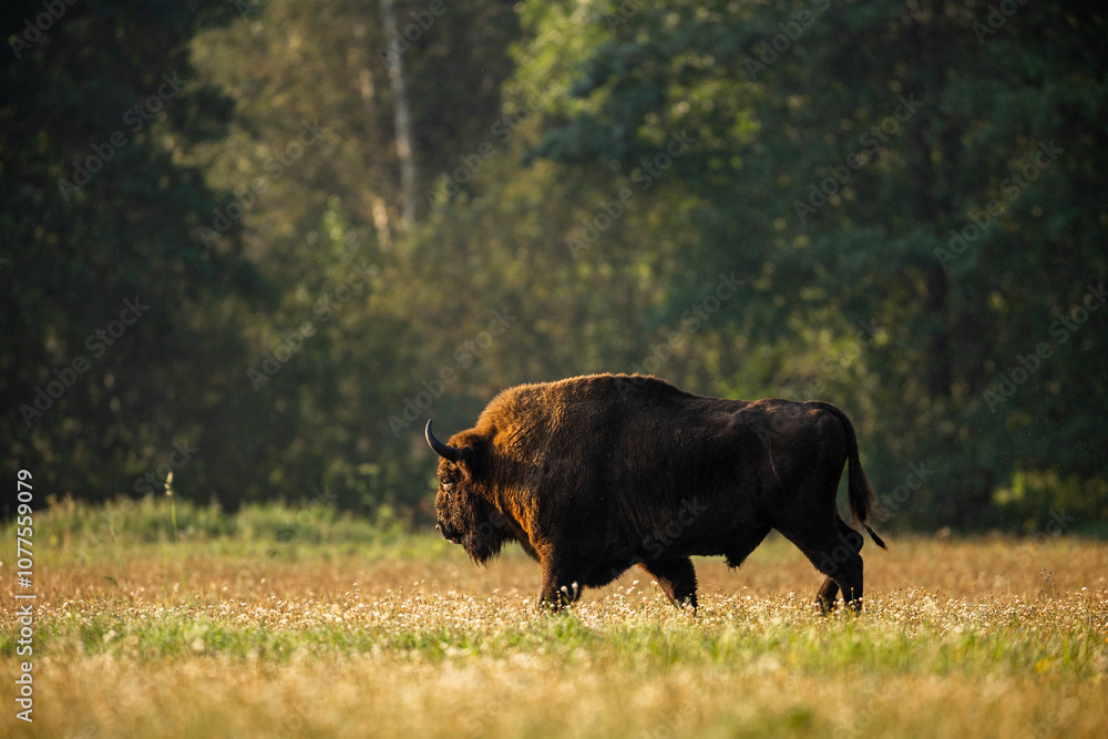European bison - Bison bonasus in the Knyszyn Forest
European bison - Bison bonasus in the Knyszyn Forest