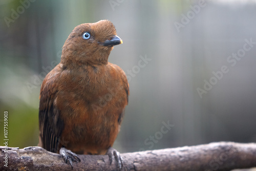 This striking female Cock of the Rock may not sport the flashy orange crest of her male counterpart, but her rich brown plumage and elegance are just as captivating. San Ramon Peru