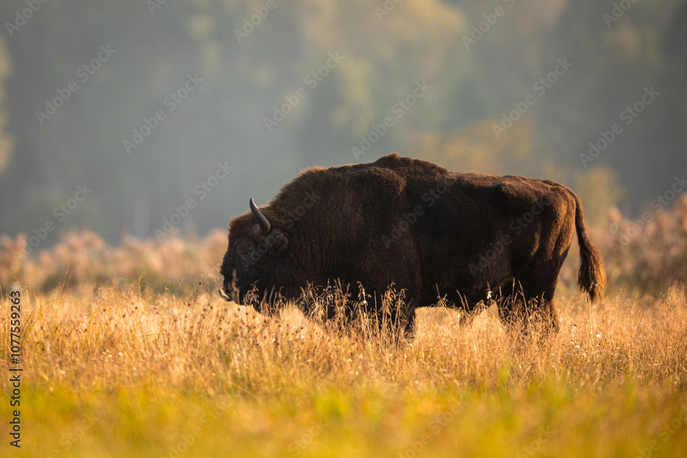 European bison - Bison bonasus in the Knyszyn Forest
European bison - Bison bonasus in the Knyszyn Forest