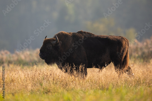 European bison - Bison bonasus in the Knyszyn Forest
 photo