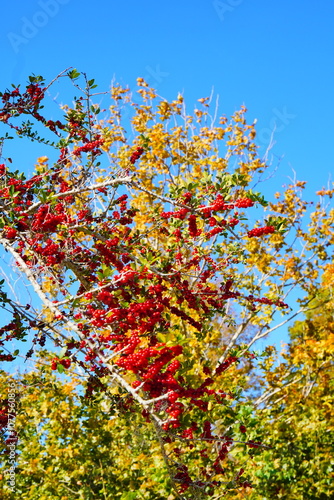 Ilex (holly) tree and fruit in autumn photo