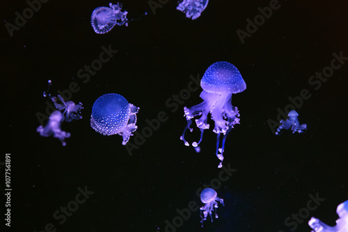 Group of fluorescent jellyfish floating underwater aquarium pool. The spotted australian jellyfish, Phyllorhiza punctata in aquarium with blue neon light. Theriology, tourism, diving, undersea life. photo