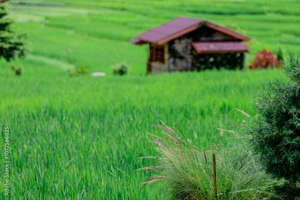 Panoramic nature background from the viewpoint with mountains, big trees, green rice fields, the joy of adventure travel and energy conservation from the ecosystem. Panoramic nature background from the viewpoint with mountains, big trees, green rice fields, the joy of adventure travel and energy conservation from the ecosystem.